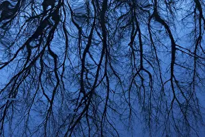 Goldenstedter Moor Germany Drucke: Bare branches of trees reflected in the water