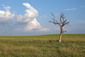 Cultivated Area Landscape Drucke: Bare dead tree in an open field