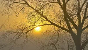 Foggy Atmosphere Drucke: Bare deciduous tree with sun and mist