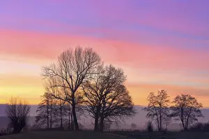 Lower Rhine Nature Photography Drucke: Bare deciduous trees in the dawn