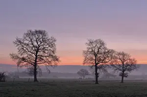 Bare Deciduous Trees Drucke: Bare deciduous trees at dawn, Morgenrot