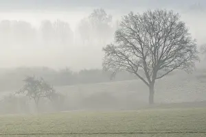 Foggy Morning In Germany Drucke: Bare deciduous trees in the fog