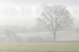Misty German Landscape Drucke: Bare deciduous trees in the fog