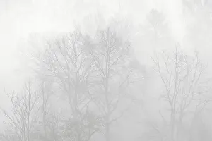 Bare Trees In Fog Drucke: Bare deciduous trees in the fog