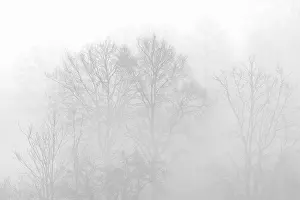 Misty Mood Germany Drucke: Bare deciduous trees in the fog