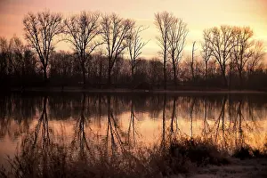 Lower Rhine Deserted Landscape Drucke: Bare deciduous trees reflected in the Old Rhine at dawn