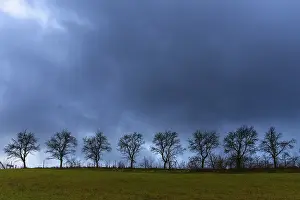 Central Europe Deserted Landscapes Drucke: Bare fruit trees, rain-grey sky