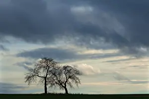 Cloudy Atmospheric Photography Drucke: Two bare fruit trees as silhouettes against rain clouds