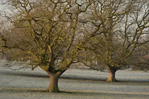 Deciduous Tree Branches Drucke: Two bare oak (Quercus robur) trees