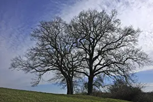 Germany Outdoor Photography Drucke: Two bare oak trees (Quercus), Bentin