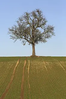 Deciduous Tree Images Drucke: Bare tree