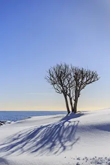 Lofoten Norway Drucke: Bare tree casts shadow in snow