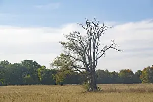 Blue Sky Landscape Germany Drucke: Bare tree in a field in front of a blue sky