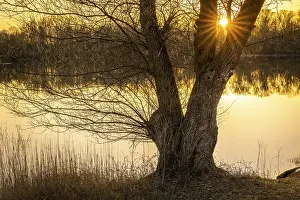 Atmospheric Evening Light Germany Drucke: A bare tree by a lake at sunset