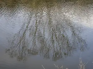 Drucke von Bare Baum im Spiegel des Flusses, Feistritz, Stubenberg, Oststeiermark, Steiermark, Österreich Fluss Drucke: Baum ohne Blätter, der im Fluss spiegelt.