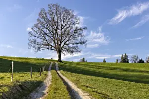 Deciduous Tree Europe Drucke: Bare tree in front of the sprout
