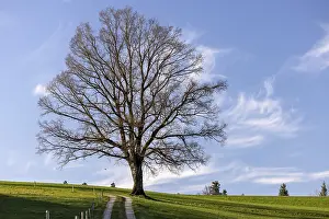 Drucke von Bare tree in front of the sprout, Durrenroth, Emmental, Bern, Schweiz Bare tree in front of the sprout, Drrenroth, Emmental, Bern, Schweiz Bern Drucke: Bare Baum vor dem Keimpflanze.