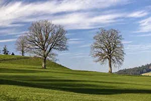 Drucke von Bare Baum vor dem Sprössling, Dürrenroth, Emmental, Bern, Schweiz Bare Baum vor dem Sprössling, Drrenroth, Emmental, Bern, Schweiz Bern Drucke: Bare Baum vor dem Keimpflanze.
