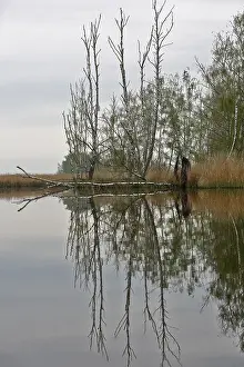 Peenetal Nature Park Germany Drucke: Bare trees reflected in a cloudy river
