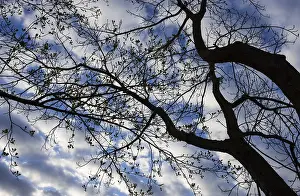Salzkammergut Scenery Drucke: Bare trees against the sky, branches