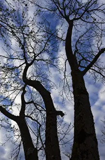Austrian Countryside Views Drucke: Bare trees against the sky, branches
