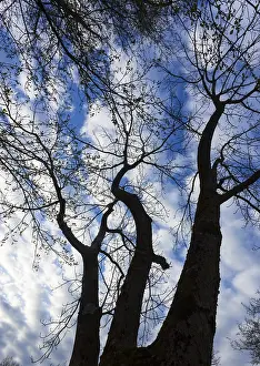 Bare Trees In Autumn Drucke: Bare trees against the sky, branches
