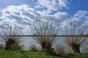Deciduous Tree Landscape Germany Drucke: Bare trees, willows, in front of a large lake under a cloudy