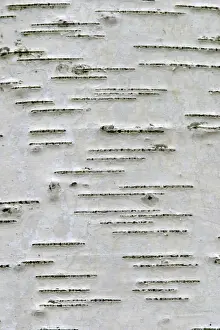 Close Up Nature Images Drucke: Bark of a aspen