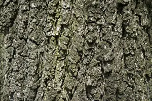 Oak Tree Bark Drucke: Bark, bark of an oak (Quercus)