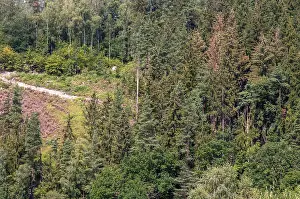 Drucke von Rindenkafer, Rindenkafernest, Waldschaden Käfer Drucke: Rindenkafer, Rindenkafernest, Waldschaden