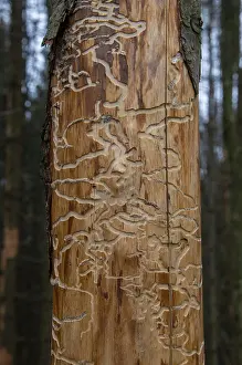 Drucke von Käfer der Rindenkefer schaffen Tunnel und Muster auf der Rohholzoberfläche, zeigen Insektenbefall Borkenkäfer Drucke: Rindenkäfer schaffen Tunnel und Muster in der Rohholzoberfläche.