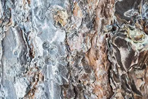 Deserted Pine Forest Drucke: Bark of the Canary Island Pine
