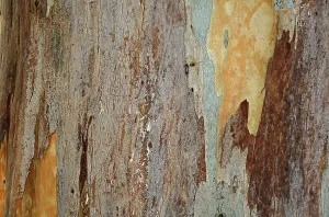 Southeast Europe Botany Drucke: Bark of a Eucalyptus (Eucalyptus)