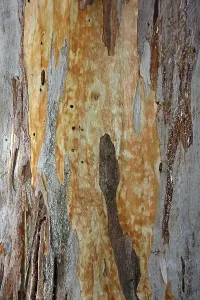 Crete Greece Landscape Drucke: Bark of a Eucalyptus (Eucalyptus)