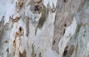 Tree Trunk Texture Drucke: Bark of eucalyptus tree (Eucalyptus)