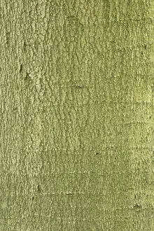 Deciduous Tree Texture Drucke: Bark of a large old beech (Fagus sylvatica)
