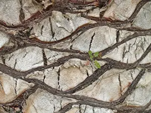 Tree Bark Patterns Drucke: Bark, palm, palm bark, structure