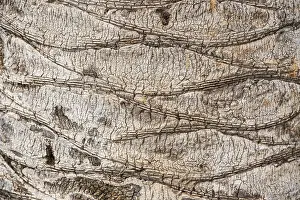 Tree Trunk Texture Drucke: Bark of a palm (Palmae), detail