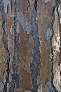 Andalusia Spain Photography Drucke: Bark of a pine tree (Pinus pinaster)