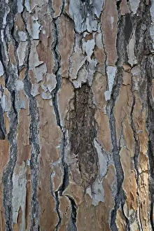 Pine Tree Bark Drucke: Bark of a pine tree (Pinus pinaster)