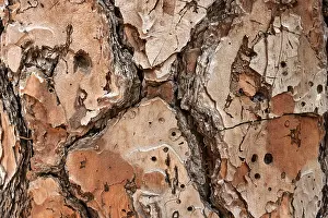 Pine Tree Bark Drucke: Bark of a pine tree (Pinus pinea)