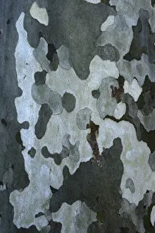 Deciduous Tree Trunk Drucke: Bark of a plane tree (Platanus)