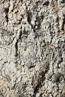 Deciduous Tree Trunk Drucke: Bark of a Plane Tree (Platanus)