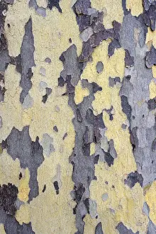 Deciduous Tree Europe Drucke: Bark of a plane tree (Platanus)