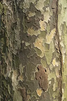 Southern Germany Trees Drucke: Bark of a Plane tree (Platanus sp)