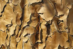Namibia Nature Photography Drucke: Bark of a quiver tree