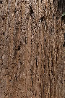 Bavaria Tree Drucke: Bark of sequoia (Sequoioideae) tree