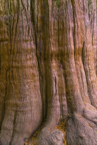 Washington State Landscapes Drucke: Bark of a tree, detail of a tree trunk