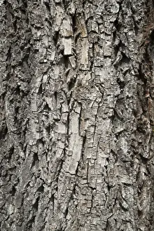 Walnut Tree Bark Drucke: Bark of a Walnut tree (Juglans sp)