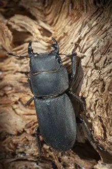 Drucke von Barkschroter, Dorcus parallelipipedus, Lesser stag beetle, dwarf stag beetle, Käfer, Coleoptera, hoher Größe , Portraitformat , Insekten , Käfer Hirschkäfer Drucke: Barkschroter, Dorcus parallelipipedus